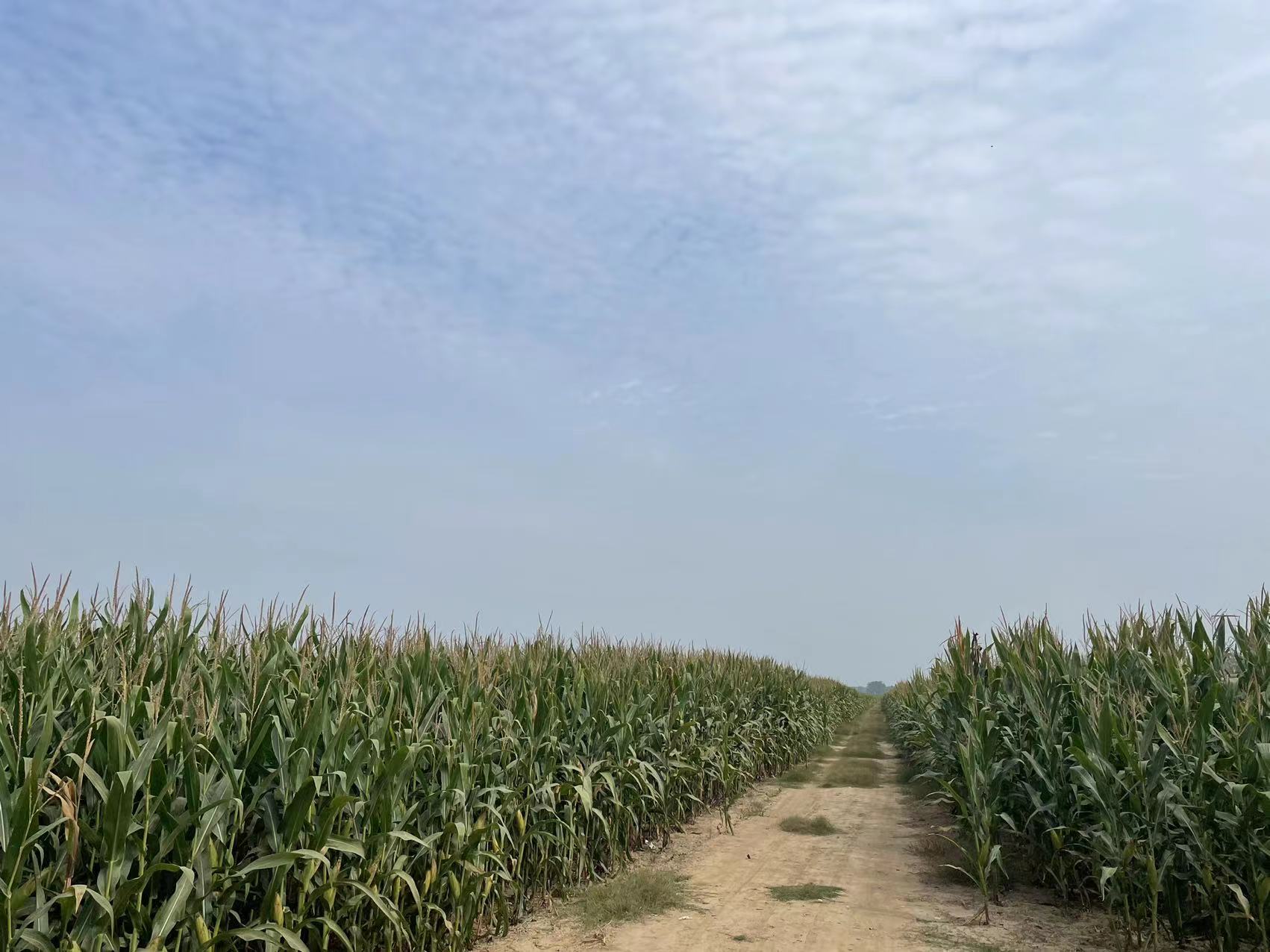 什么是智慧农业？